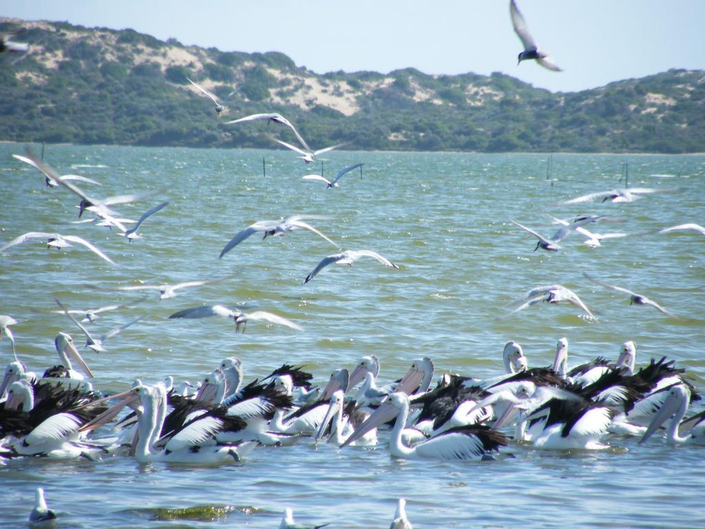 Вілла Coorong Waterfront Retreat Meningie Екстер'єр фото