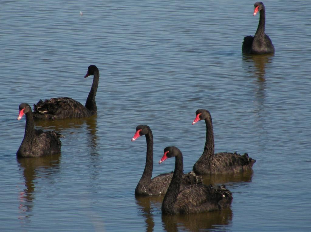 Вілла Coorong Waterfront Retreat Meningie Екстер'єр фото